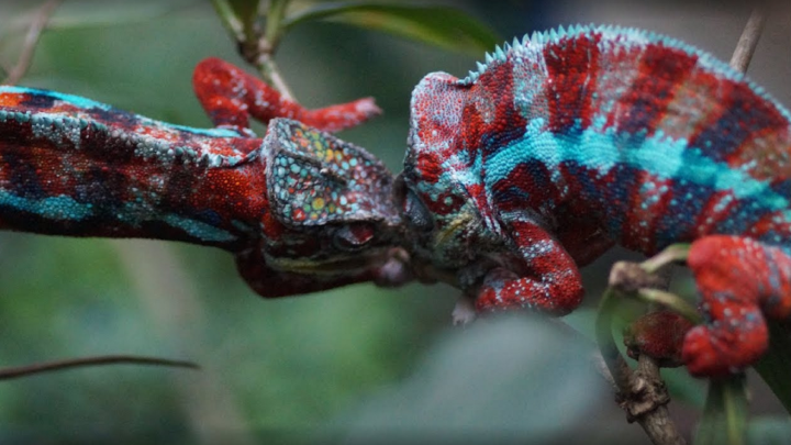 COMERCIO DE VIDA SILVESTRE, UNA AMENAZA GLOBAL