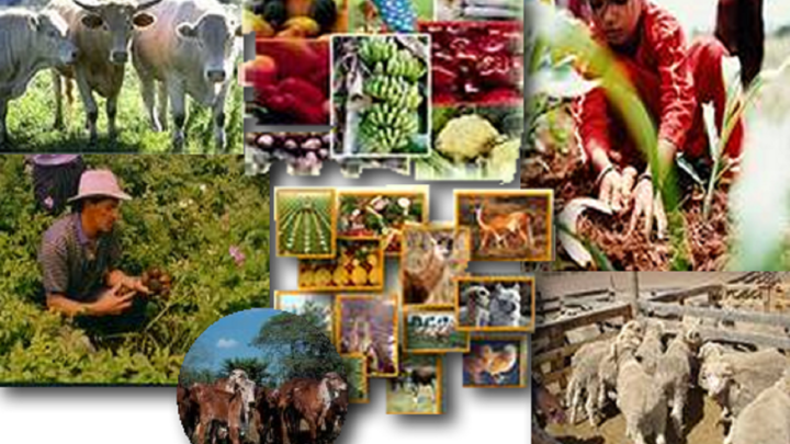 INDICADOR GLOBAL DE LA ACTIVIDAD ECONÓMICA EN NOVIEMBRE DE 2019