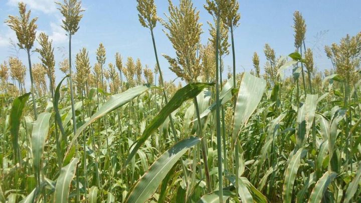 PRODUCEN VARIEDADES DE SORGO TOLERANTES AL FRÍO