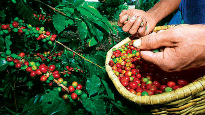 REFORESTACIÓN EN LA ZONA AMÉRICAS