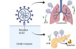 INFLAMACIÓN CRÓNICA EN DIABÉTICOS Y OBESOS AGRAVA ENFERMEDAD POR COVID-19