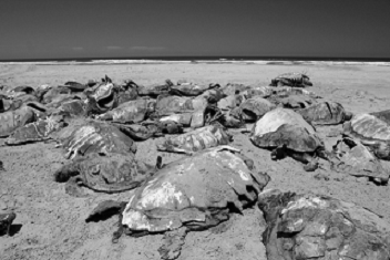 MÁS DE 350 TORTUGAS CAGUAMA MURIERON EN BCS