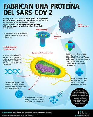 OPTIMIZAN PRODUCCIÓN DE UNA PROTEÍNA DEL SARS-COV-2 PARA ESTUDIAR VIRULENCIA