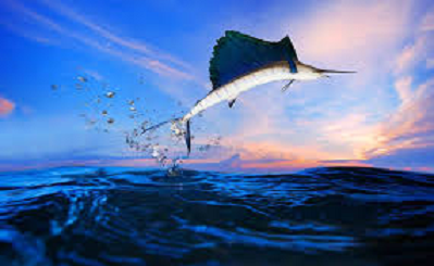 CONSEJO NACIONAL CONSULTIVO DE TURISMO Y PESCA DEPORTIVA CONSEJO NACIONAL CONSULTIVO DE TURISMO Y PESCA DEPORTIVA