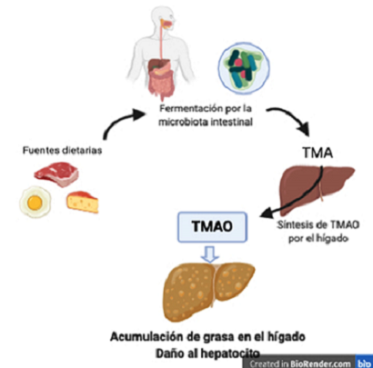 INFLUYE MICROBIOTA INTESTINAL EN DESARROLLO DE OBESIDAD E HÍGADO GRASO NO ALCOHÓLICO