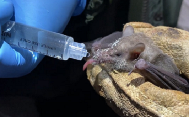 MURCIÉLAGOS TROMPUDOS PENETRAN LA MANCHA URBANA