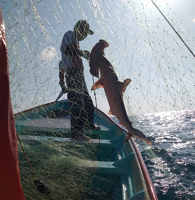 DISMINUYEN TIBURONES Y RAYAS PESE A ESFUERZOS DE CONSERVACIÓN