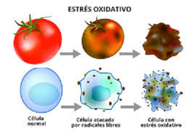 SISTEMA INMUNE EQUILIBRADO MEJORA RESPUESTA ANTE COVID-19