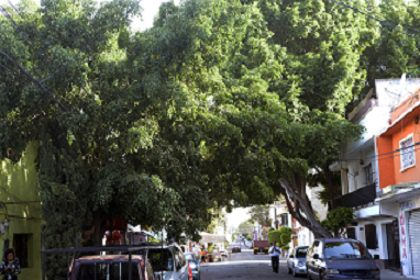 ÁRBOLES Y PLANTAS EXÓTICAS DESPLAZAN ESPECIES NATIVAS, EN URBES