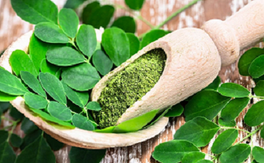 ADIÓS A METANO EN ERUCTOS DE VACAS, CON MORINGA