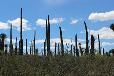 POSICIONAR A MÉXICO COMO UN DESTINO VERDE POSICIONAR A MÉXICO COMO UN DESTINO VERDE