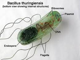 CULTIVOS MICROBIANOS QUE REMUEVEN QUÍMICOS DE LOS PLAGUICIDAS