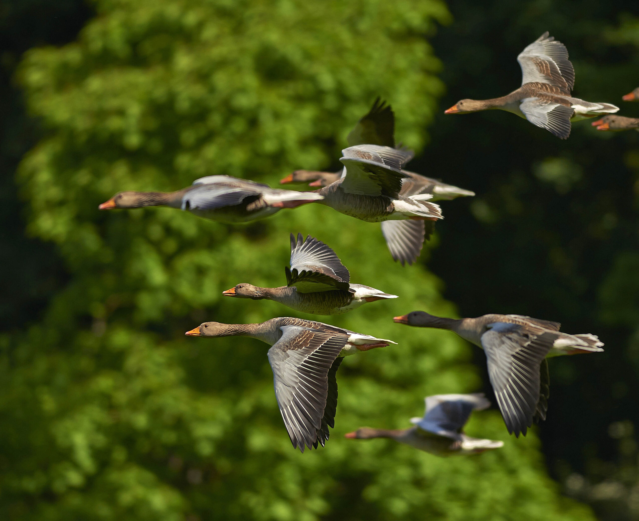 PELIGRA LA MIGRACIÓN DE AVES