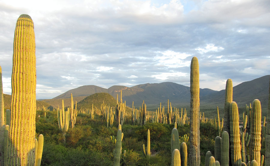 INAUGURAN TERCER TIANGUIS DE PUEBLOS MÁGICOS EN HIDALGO