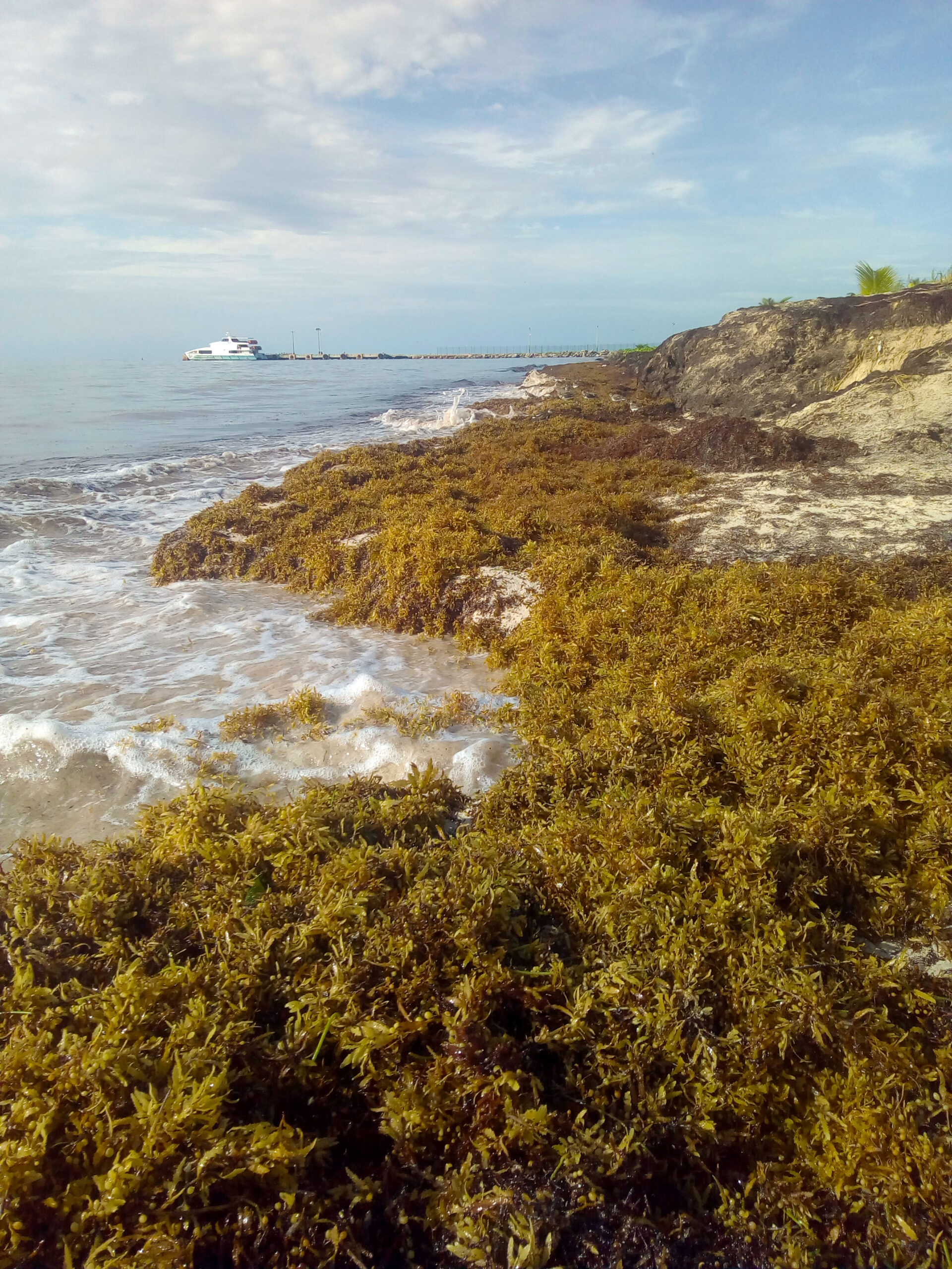 EL SARGAZO EN SEIS PLAYAS DE QUINTANA ROO