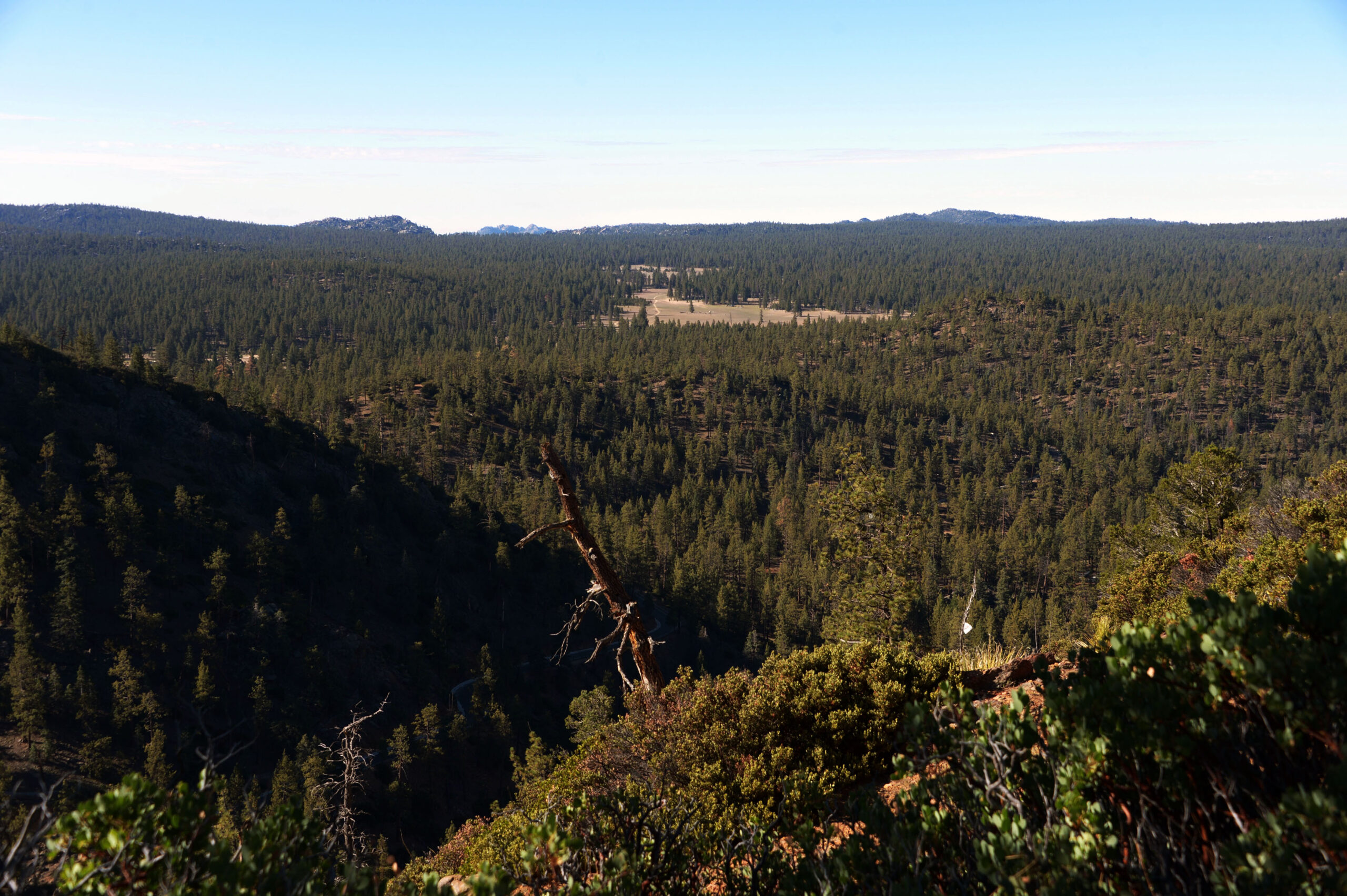 REGENERACIÓN NATURAL DE BOSQUES TROPICALES HACE FRENTE A DEFORESTACIÓN