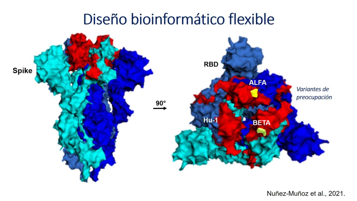 PRODUCEN PROTEÍNAS CON POTENCIAL USO COMO VACUNA CONTRA COVID-19 PRODUCEN PROTEÍNAS CON POTENCIAL USO COMO VACUNA CONTRA COVID-19