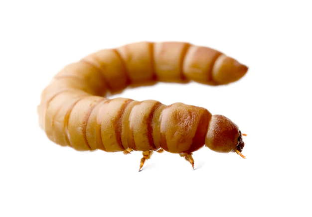 ALIMENTO NUTRITIVO PARA GANADO CON GUSANO QUE DEGRADA EL UNICEL ALIMENTO NUTRITIVO PARA GANADO CON GUSANO QUE DEGRADA EL UNICEL