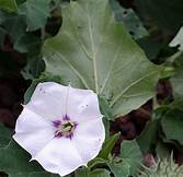 EL TOLOACHE, MÁS QUE UNA PLANTA PARA CONSEGUIR AMOR