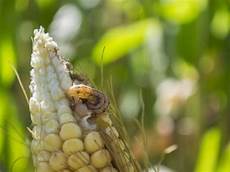 A PRESENTAR NUEVOS COMPUESTOS PARA PROTECCIÓN DE CULTIVOS CON EL PROGRAMA TESTING4AG