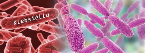 PROYECTO PARA ERRADICAR SUPERBACTERIAS