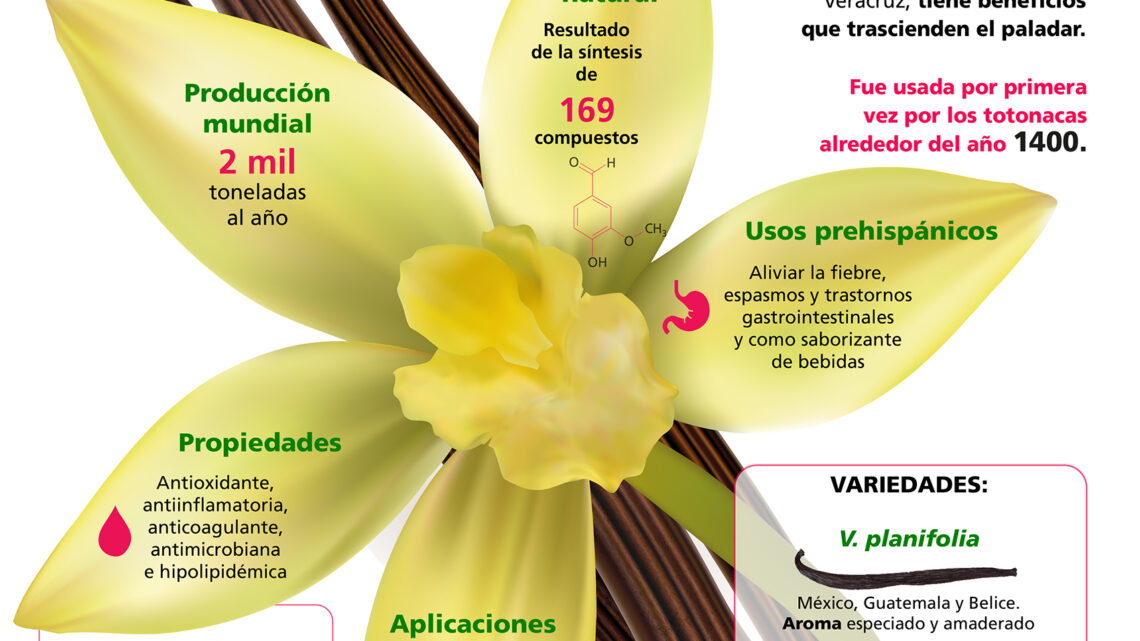 VAINILLA, EXTRACTO DE UNA ORQUÍDEA TOTONACA