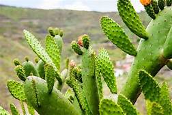 GEL DE NOPAL REDUCE MEDIDAS GEL DE NOPAL REDUCE MEDIDAS