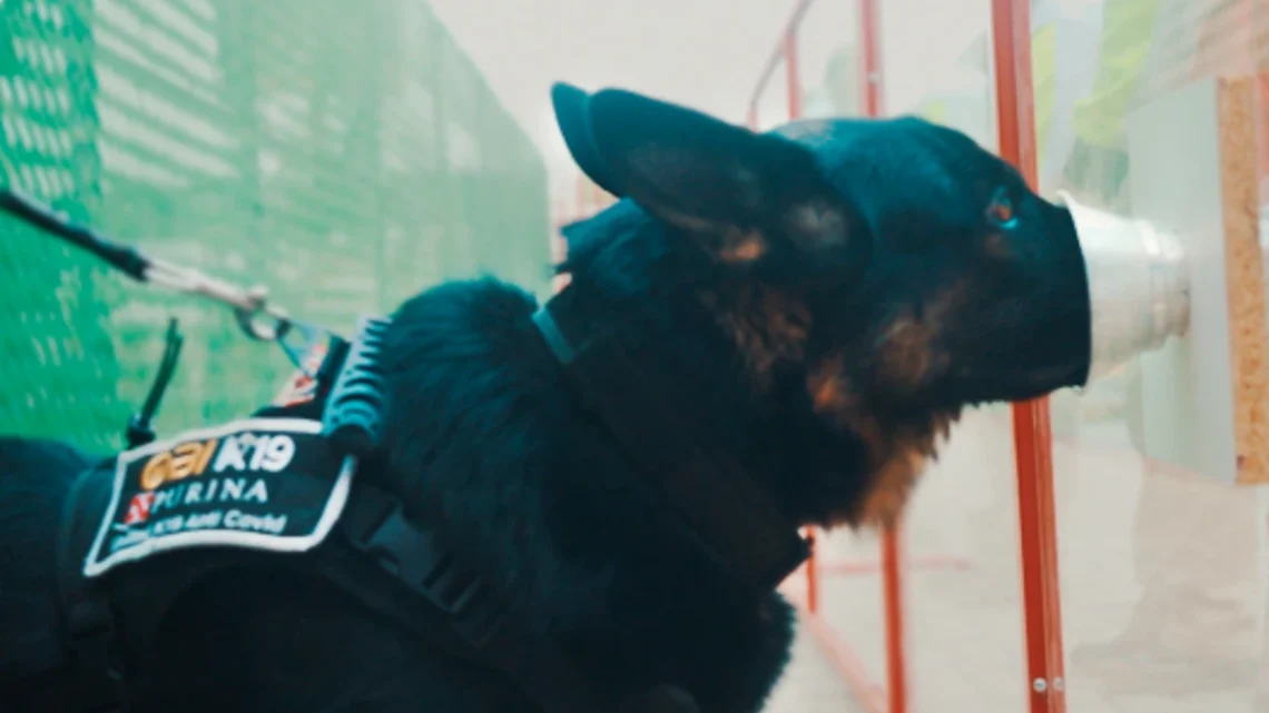 BIODETECCIÓN CANINA DE COVID-19 BIODETECCIÓN CANINA DE COVID-19