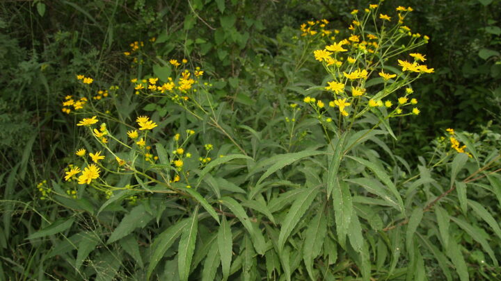 EFECTIVIDAD DE PLANTA MEDICINAL CONTRA CÁNCER DE MAMA