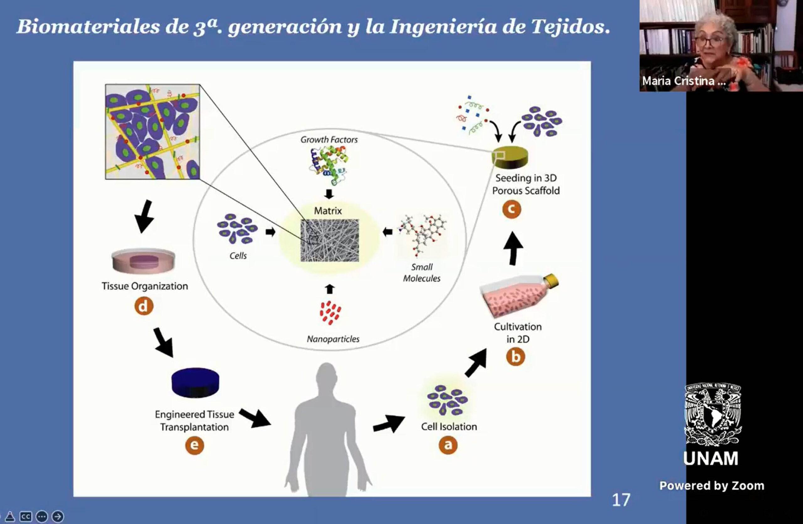 REGENERAN HUESOS Y TEJIDOS VIVOS EN HUMANOS CON ANDAMIOS MOLECULARES