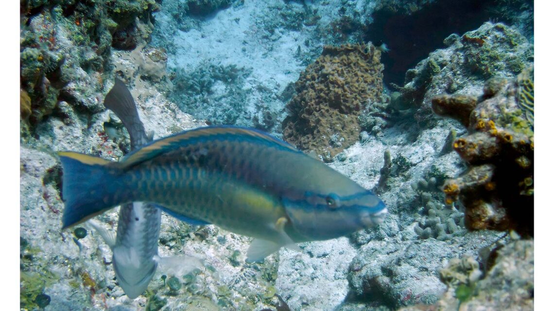 ESTUDIO PARA MEJORAR LA GESTIÓN DE LOS ARRECIFES DE CORAL ESTUDIO PARA MEJORAR LA GESTIÓN DE LOS ARRECIFES DE CORAL