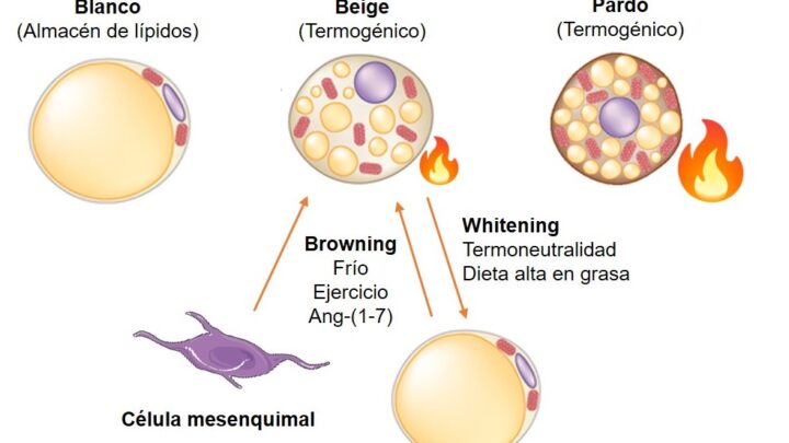 IDENTIFICAN MOLÉCULA QUE PODRÍA SER ÚTIL EN EL TRATAMIENTO DE LA OBESIDAD