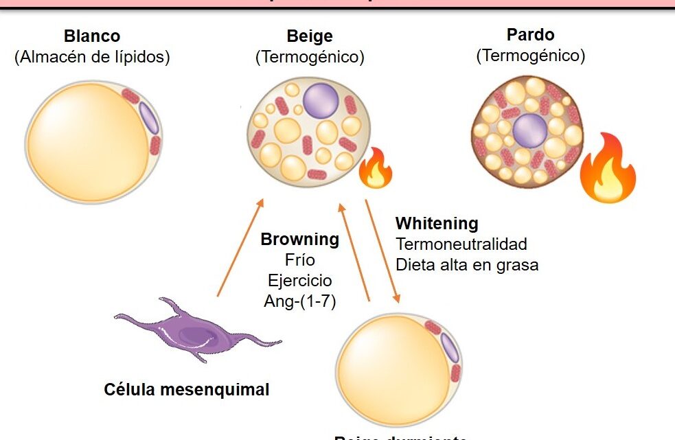 IDENTIFICAN MOLÉCULA QUE PODRÍA SER ÚTIL EN EL TRATAMIENTO DE LA OBESIDAD