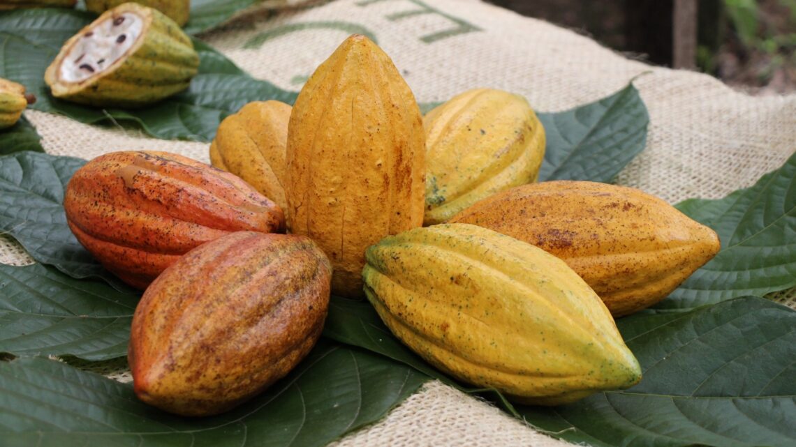 LANZAN PROGRAMA DE APOYO PARA AGRICULTORES DE CACAO EN CHIAPAS, EN LA REGIÓN DEL SOCONUSCO