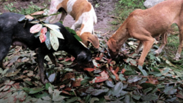 VÍNCULO ENTRE PERRO Y HUMANO TRASCIENDE SOLO DE COMPAÑÍA