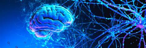 USO DE MODELOS DE CEREBROS EN MINIATURA USO DE MODELOS DE CEREBROS EN MINIATURA