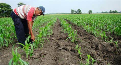 ÍNDICE NACIONAL DE PRECIOS PRODUCTOR, JULIO 2022