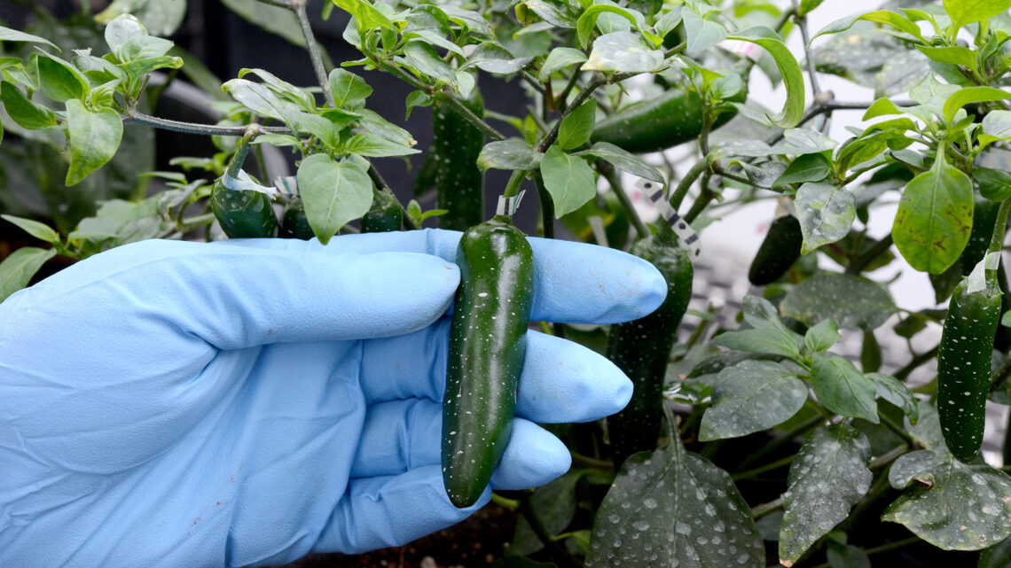 EL CHILE, ADYUVANTE TERAPÉUTICO