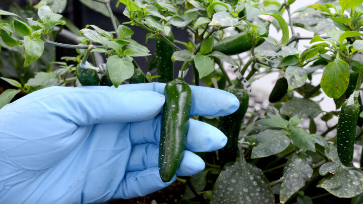 EL CHILE, ADYUVANTE TERAPÉUTICO