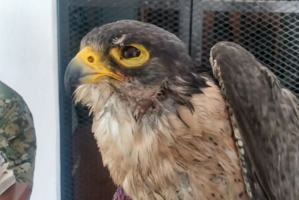 RESCATE DE HALCÓN PEREGRINO, EN MANZANILLO, COLIMA RESCATE DE HALCÓN PEREGRINO, EN MANZANILLO, COLIMA