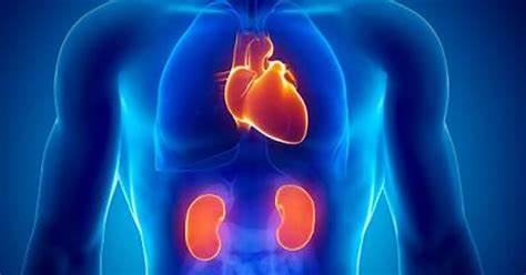 LOS RIÑONES AYUDAN AL CORAZÓN Y REDUCE MORTALIDAD POR ENFERMEDAD CARDIOVASCULAR LOS RIÑONES AYUDAN AL CORAZÓN Y REDUCE MORTALIDAD POR ENFERMEDAD CARDIOVASCULAR
