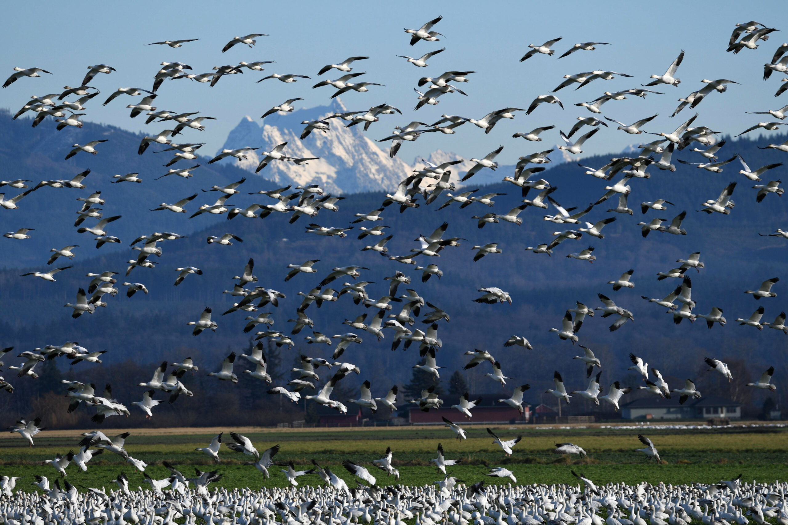 EXCESO DE ILUMINACIÓN AFECTA MIGRACIÓN DE AVES