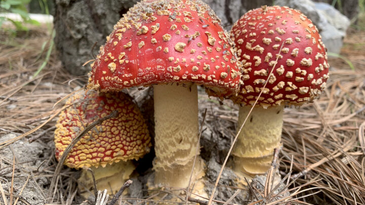 LA DIVERSIDAD DE HONGOS AMENAZADA POR EL CAMBIO DE USO DE SUELO