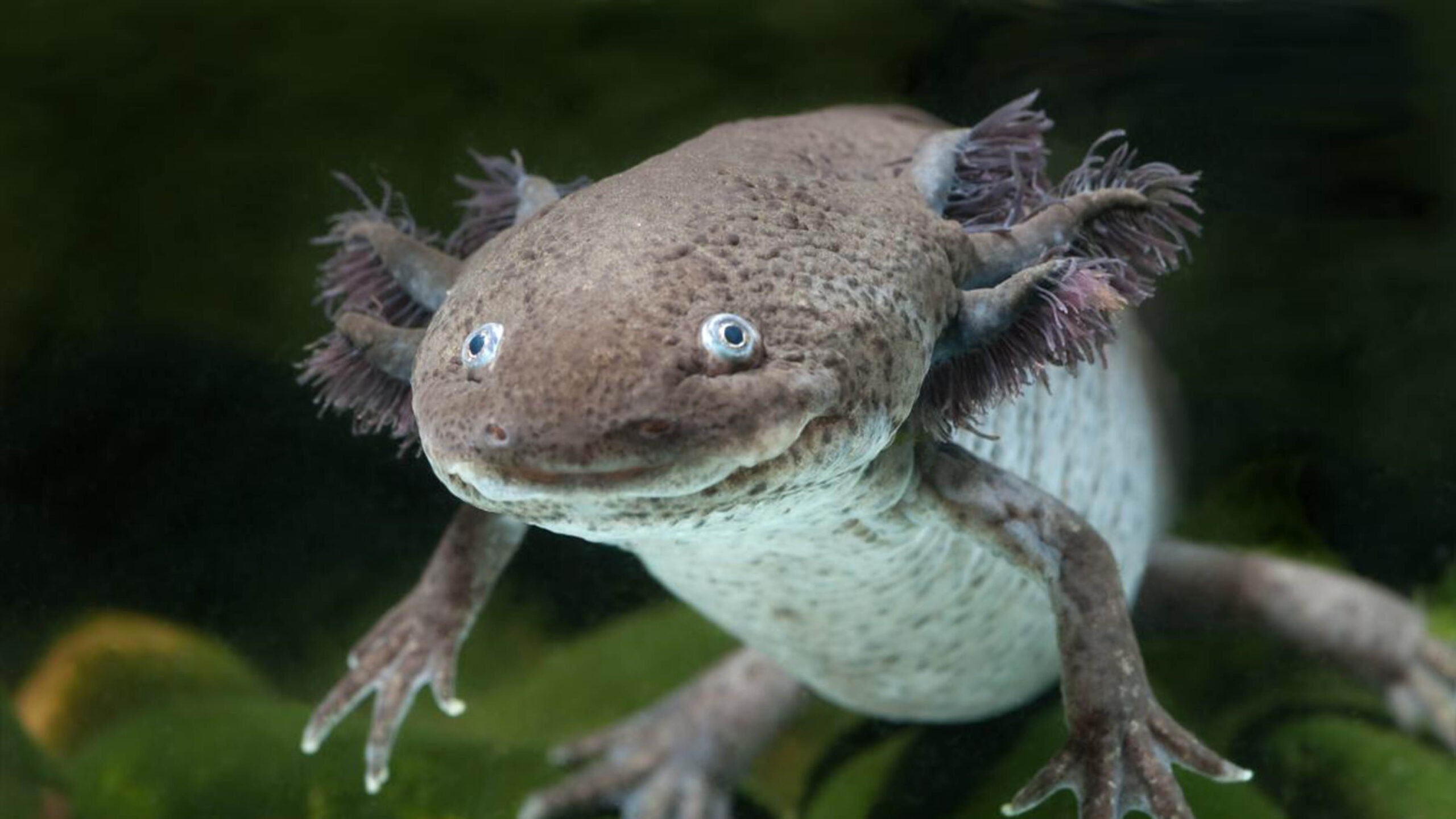 GENÉTICA REVELA AFECTACIÓN DE ANFIBIOS POR FRAGMENTACIÓN DE HÁBITATS