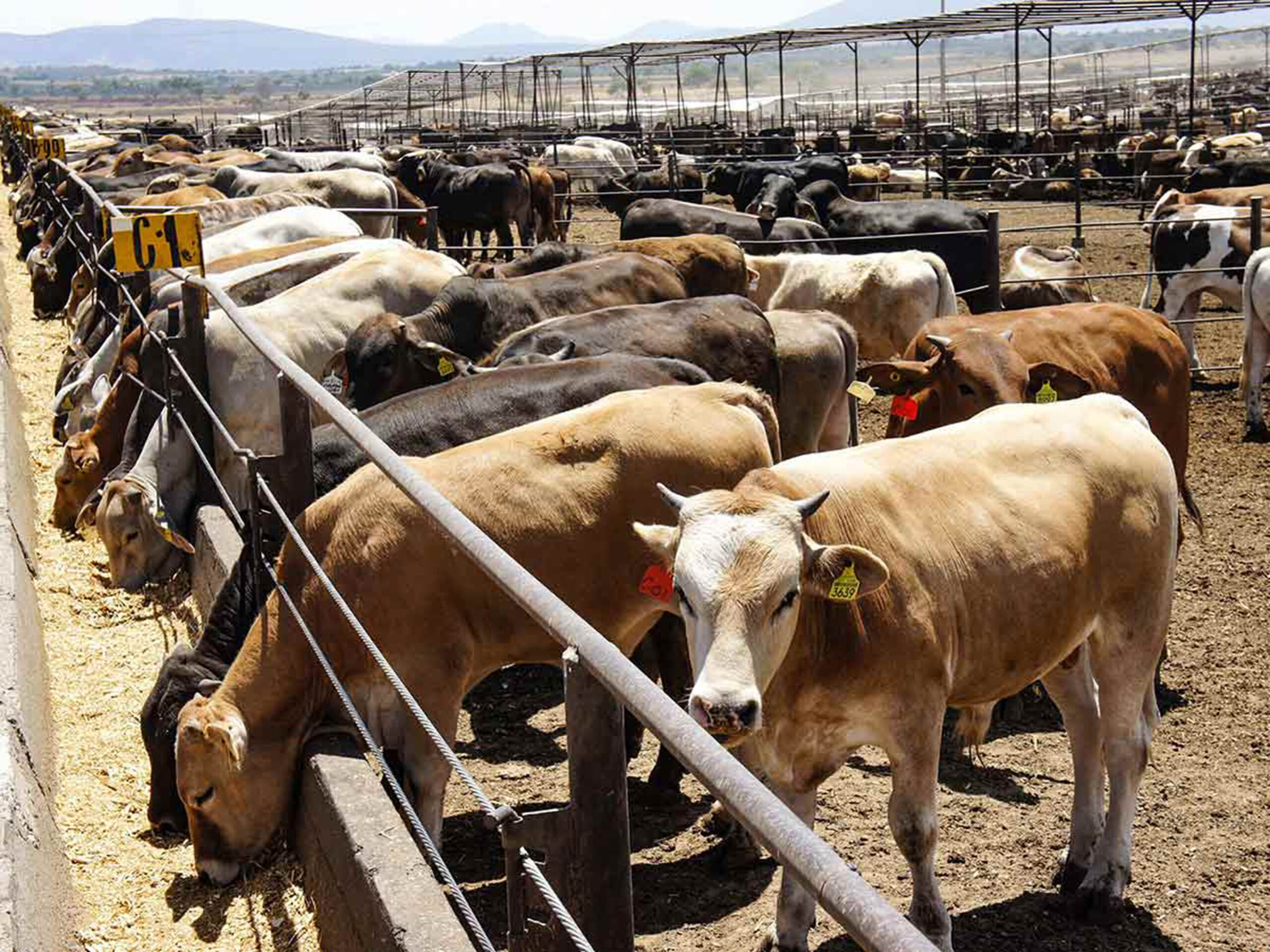 A PREPARARNOS PARA PRÓXIMAS ENFERMEDADES DE ANIMALES