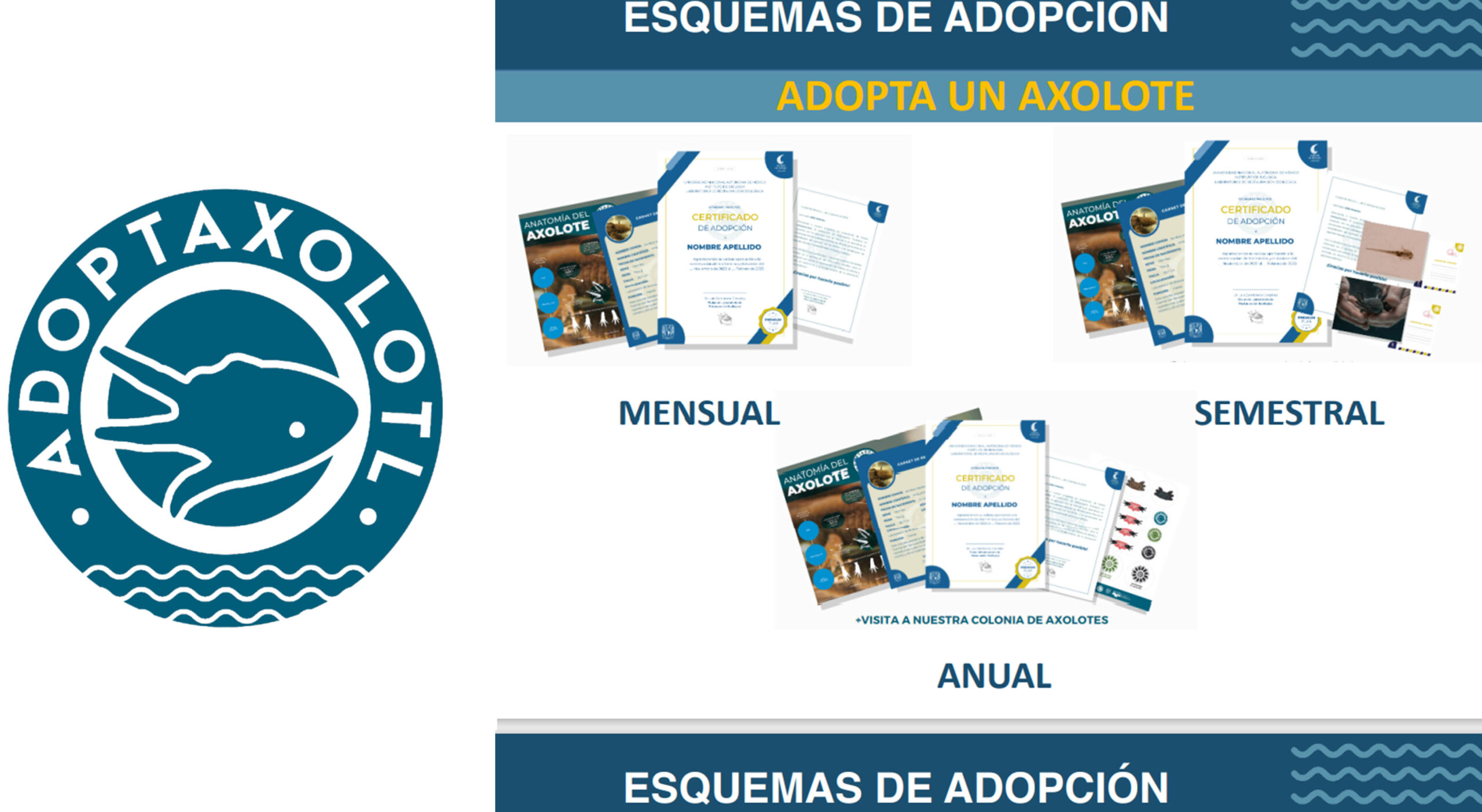 AL RESCATE DEL AJOLOTE EN LA CAMPAÑA INTERNACIONAL “ADOPTAXOLOTL”