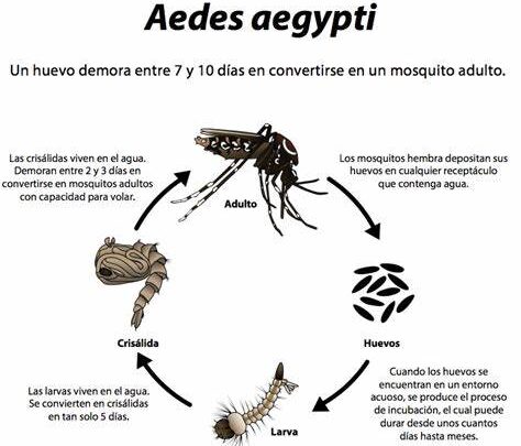 MECANISMO ENCARGADO DE EFECTUAR LA RESPUESTA INMUNE EN MOSQUITOS