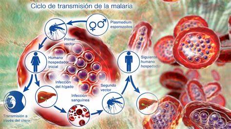 LAS INTERVENCIONES LOCALES SON CRUCIALES PARA LA META DE ELIMINACIÓN DE LA MALARIA