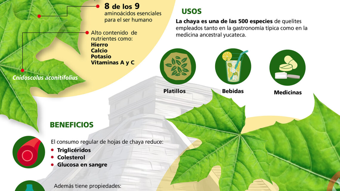 ESTUDIAN PLANTA DOMESTICADA POR LOS MAYAS PARA ENTENDER DIVERSIFICACIÓN DE ESPECIES