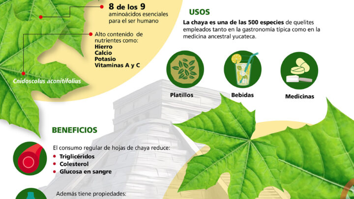 ESTUDIAN PLANTA DOMESTICADA POR LOS MAYAS PARA ENTENDER DIVERSIFICACIÓN DE ESPECIES